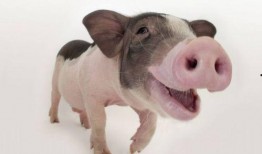 龙猪最新爆料,娱乐圈最新重磅爆料大起底