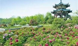 洛阳植物园最新爆料,探秘植物界的“秘境奇观”