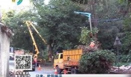 最新爆料绿山路,揭秘神秘项目背后的真相与未来展望