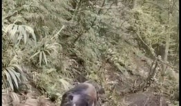 巴中野猪爆料事件始末最新消息,真相大白，幕后黑手浮出水面