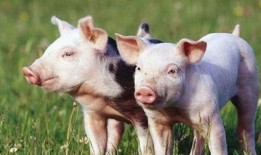 龙猪最新爆料,娱乐圈最新重磅爆料大起底