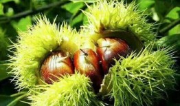 栗子最新爆料,揭秘娱乐圈最新热点事件