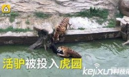 周轩和二驴最新爆料,揭秘娱乐圈幕后真相