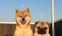 航线巴哥最新爆料,航线巴哥最新航线动态大曝光！