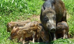 巴中野猪爆料事件始末最新消息,真相大白，幕后黑手浮出水面